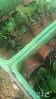 高度15厘米大吴凤草