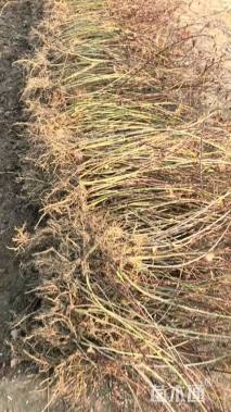 高度60厘米连翘