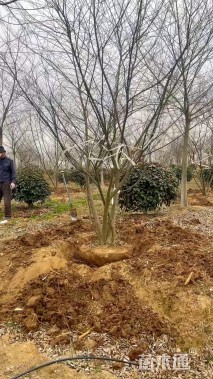 8公分(6杆)丛生朴树