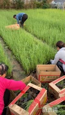 高度60厘米香蒲