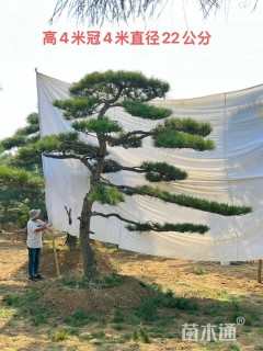 30公分造型油松