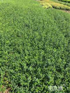 高度30厘米卫矛