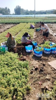 高度20厘米粉花绣线菊