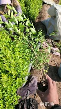 高度60厘米金叶女贞