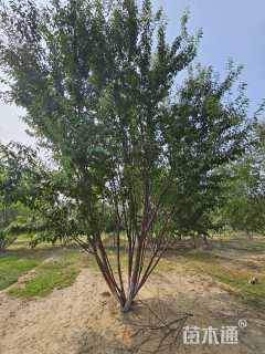 高度600厘米丛生山桃