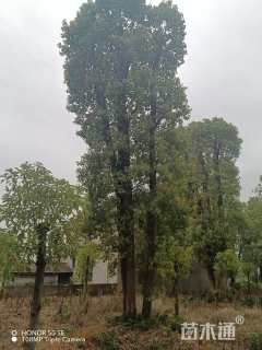 80公分丛生香樟