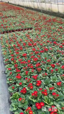 高度15厘米金鱼草