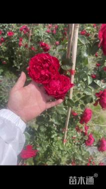 100厘米藤本月季