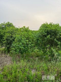 25公分桂花