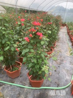 高度100厘米三角梅