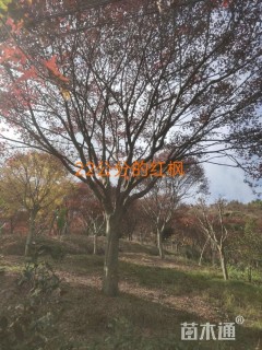 20公分红枫