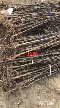 高度4500.厘米三角枫小苗