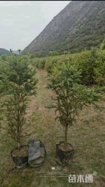 高度100厘米云杉