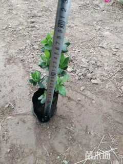 高度20厘米杜鹃