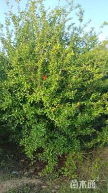 高度150厘米果石榴
