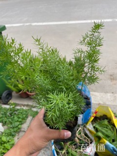 主蔓长20厘米天门冬