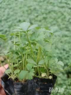 高度20厘米蛇莓