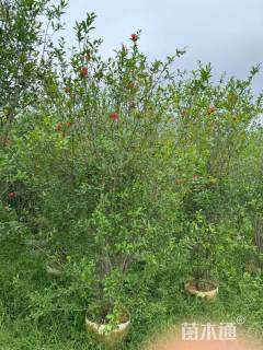 高度200厘米花石榴