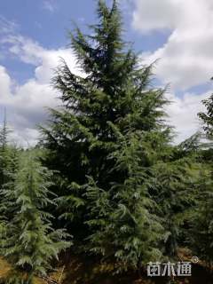 高度900厘米雪松