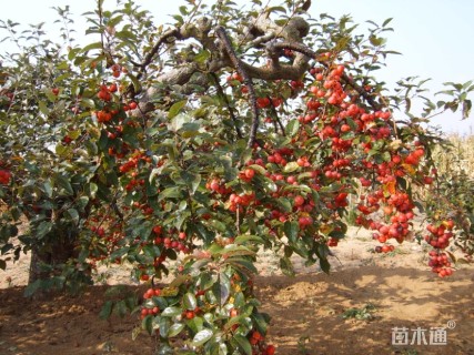 30公分北美海棠