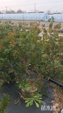 3公分红千层