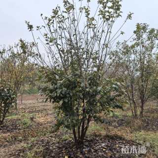 4公分樱花