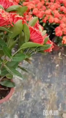 高度25厘米新加坡龙船花