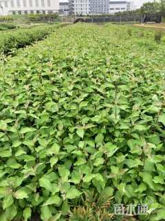 高度100厘米红瑞木