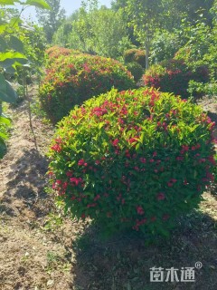 高度100厘米红王子锦带球
