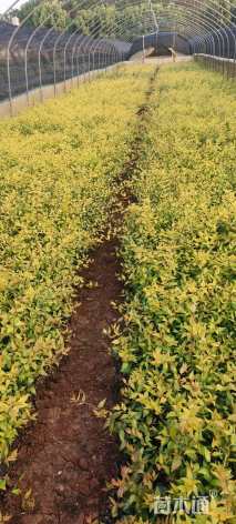 高度25厘米六道木