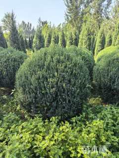 高度100厘米塔桧球