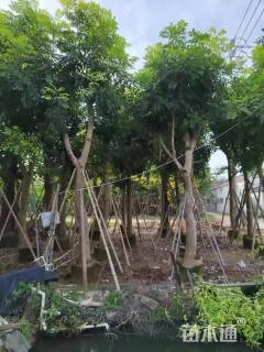 15公分桃花心木