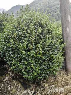 冠幅200厘米茶梅球