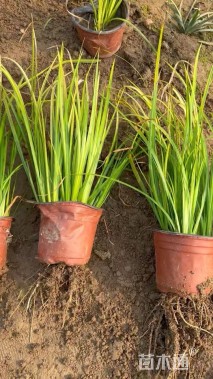 高度20厘米金叶石菖蒲