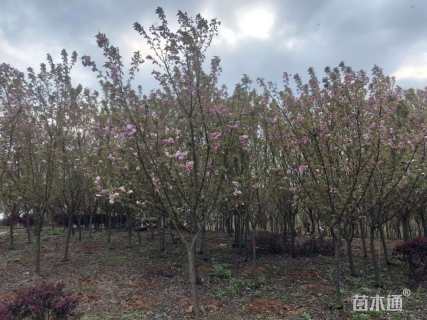 10公分樱花