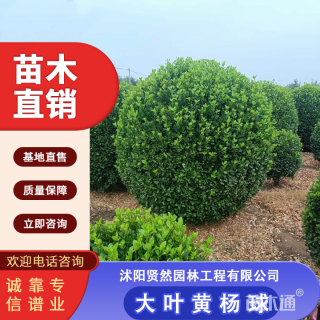 冠幅200厘米大叶黄杨球