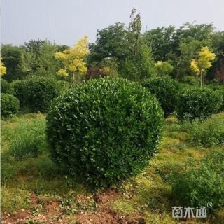 冠幅150厘米大叶黄杨球