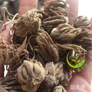 高度20厘米花毛茛