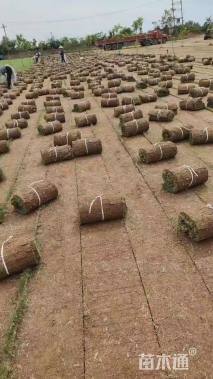 草卷状百慕大草