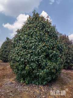 冠幅100厘米茶梅球