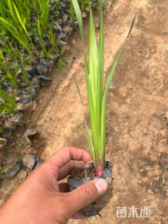 高度60厘米水菖蒲