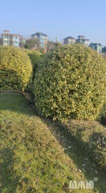 高度1.5厘米胡颓子