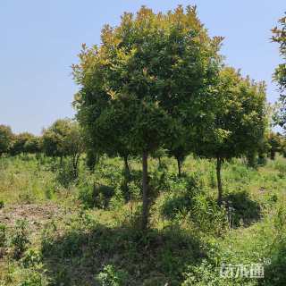 12公分红叶石楠