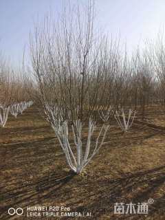 高度500厘米丛生山桃