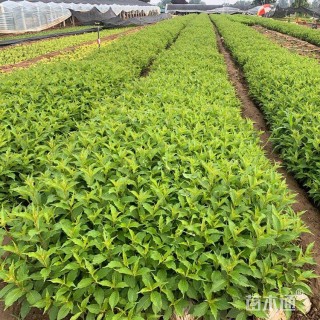 高度30厘米红王子锦带