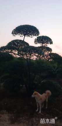 高度380厘米小叶女贞