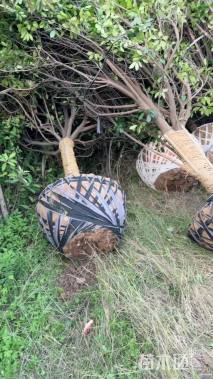 14公分红叶石楠