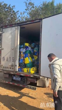 高度30厘米报春花