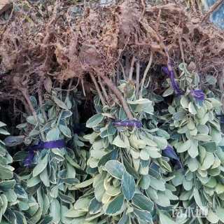 高度30厘米金边黄杨