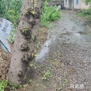 90公分皂荚